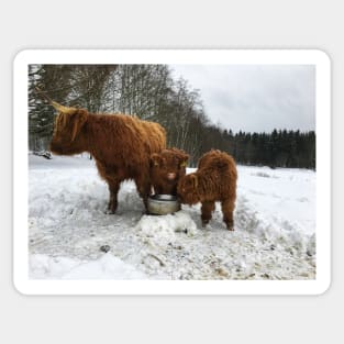 Scottish Highland Cattle Cow and Calves 1622 Sticker